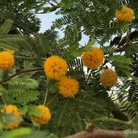 Vachellia farnesiana (L.) Wight & Arn.